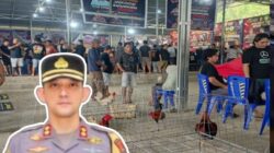 DUGAAN PRAKTIK SABUNG AYAM DI MINAHASA UTARA DISOROT, KAPOLRES DI ANGGAP TUTUP MATA