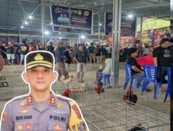 DUGAAN PRAKTIK SABUNG AYAM DI MINAHASA UTARA DISOROT, KAPOLRES DI ANGGAP TUTUP MATA